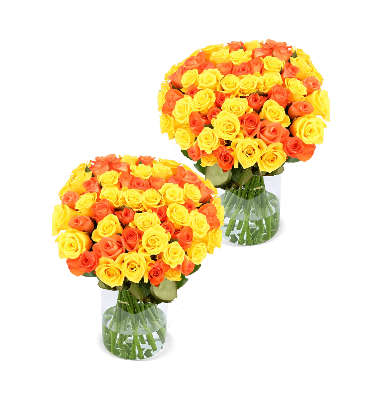 100 gelb orange Rosen (2x50 Stück)
