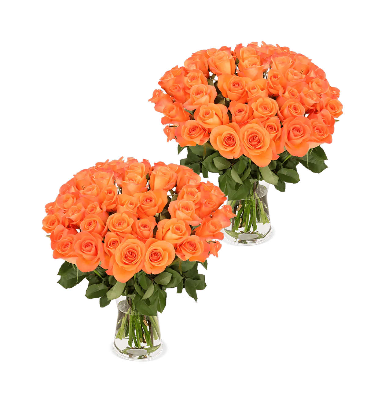 100 Orange Rosen (2x50 Stück)
