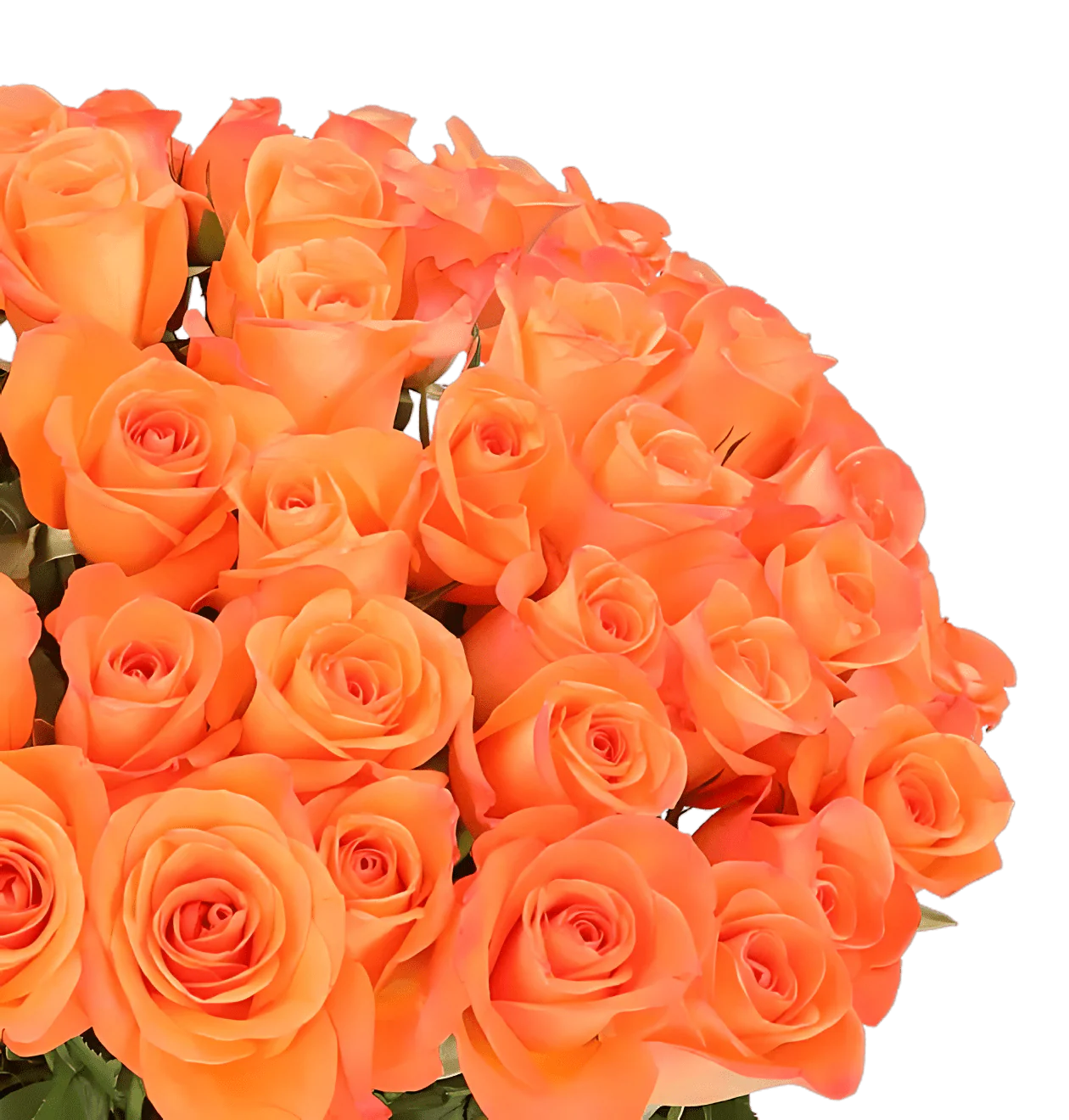 100 Orange Rosen (2x50 Stück) - Image 2