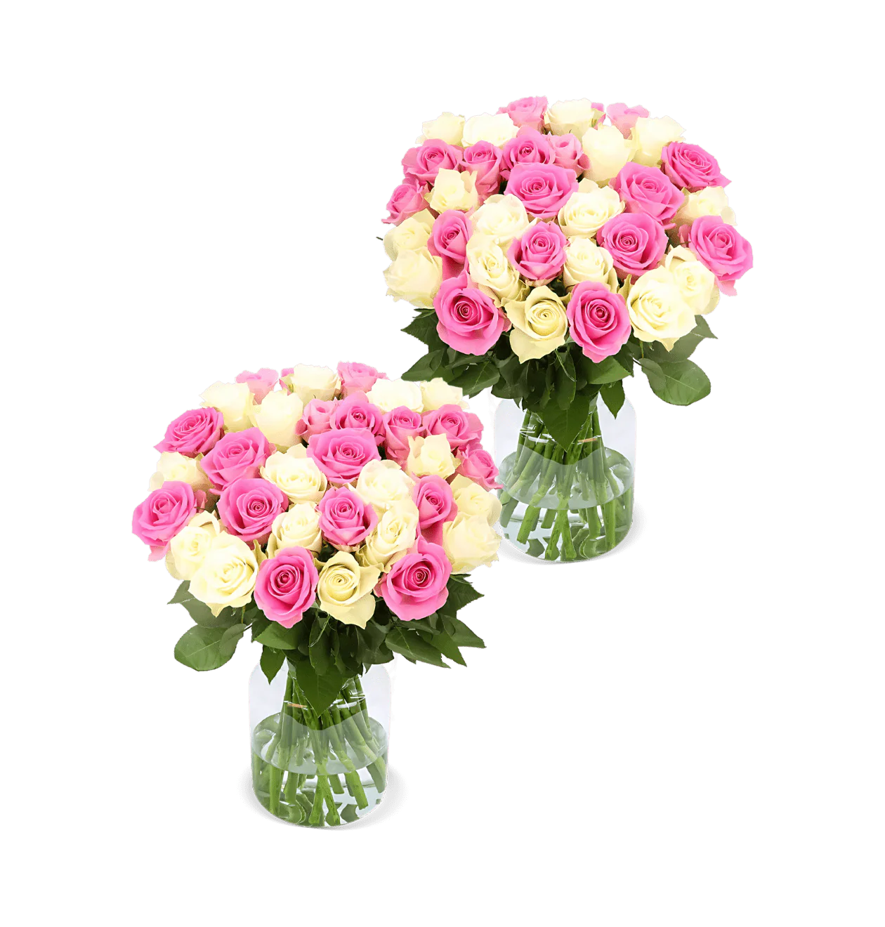 100 Rosen - "Candy Cotton" (2x50 Stück)