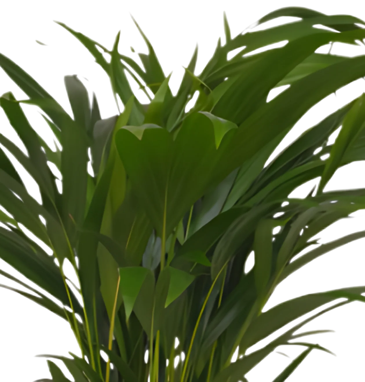 Goldfruchtpalme | 2er-Set | Dypsis lutescens | ca. 40-50 cm | Ø 12-15 cm Topf - Image 3