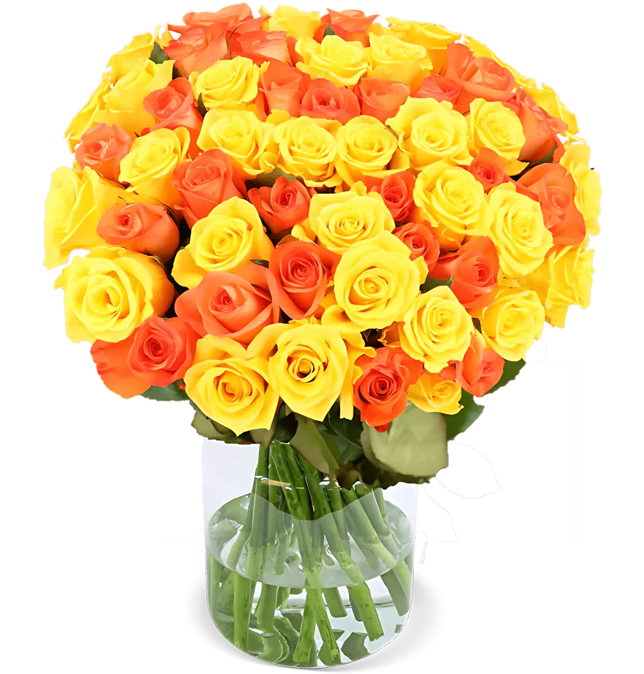 30 gelb orange Rosen