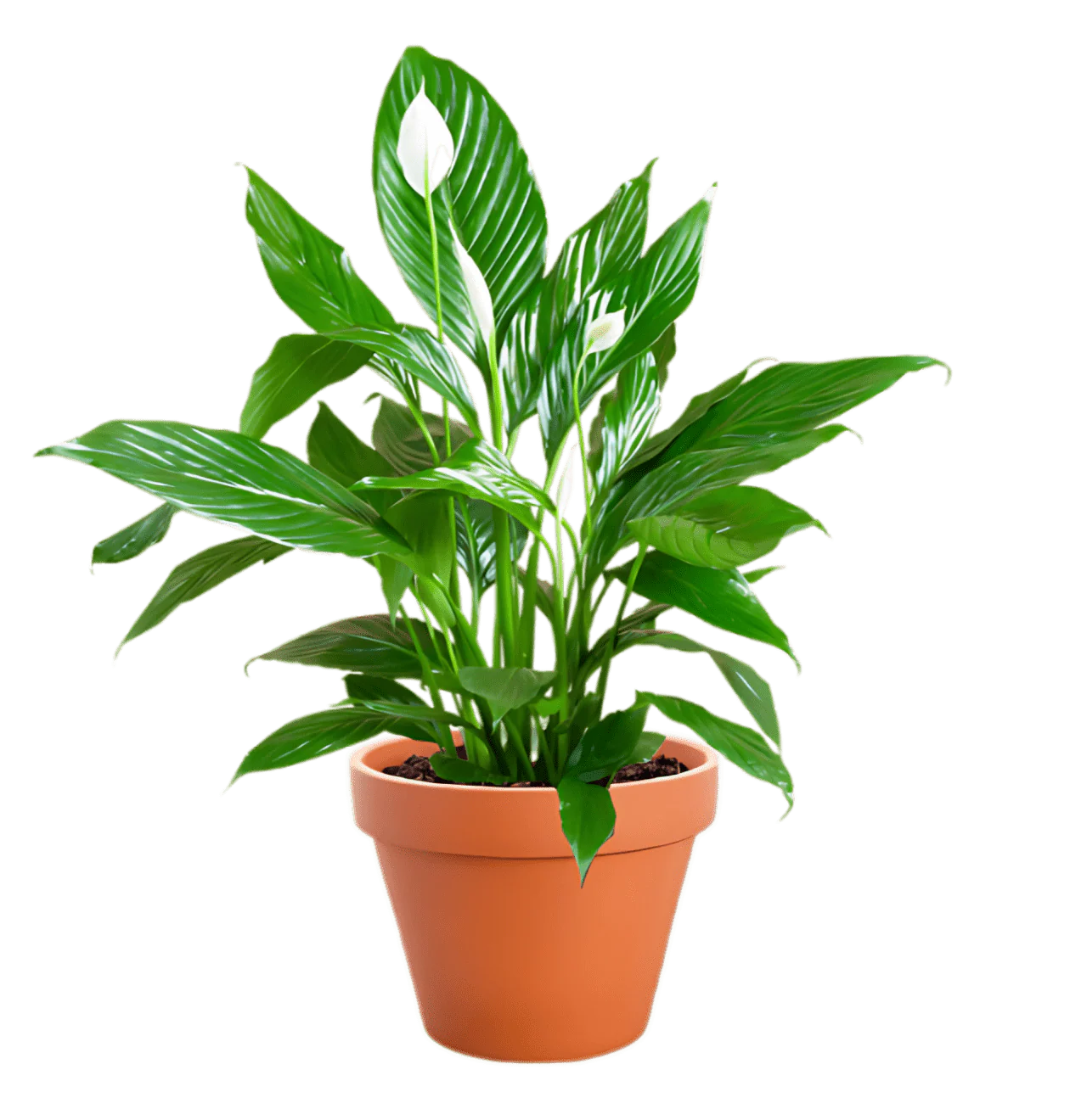 Zimmerpflanzen | 3er-Set | Monstera, Einblatt, Glückskastanie | ca. 45-65 cm | Ø 12-15 cm Topf - Image 3
