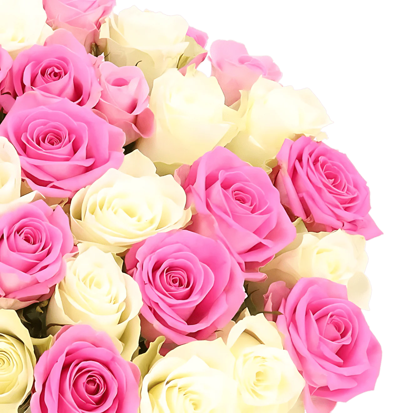 40 Rosen - "Candy Cotton" - Image 2
