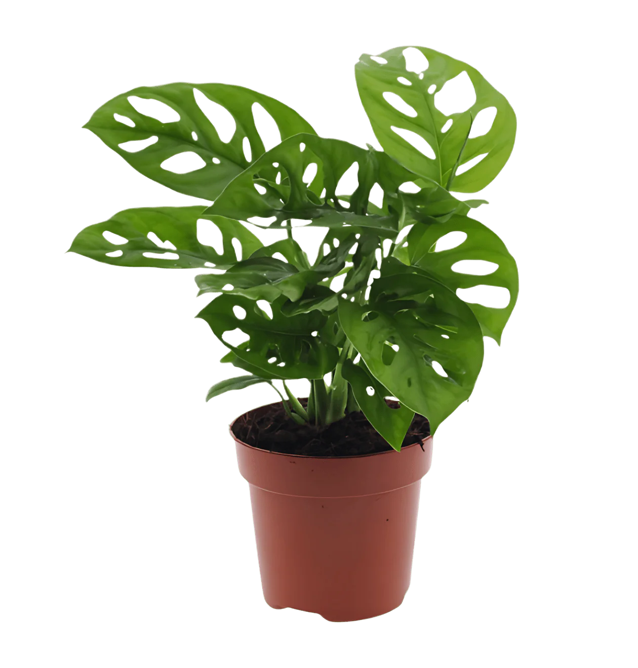 “Exotica” Pflanzenset | 4er-Set | ca. 25-50 cm | Ø 12-15 cm Topf - Image 4