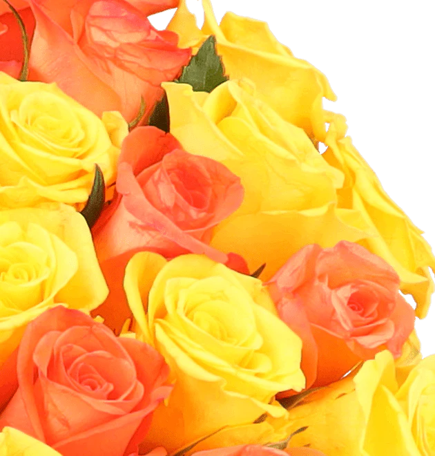 50 gelb orange Rosen - Image 3