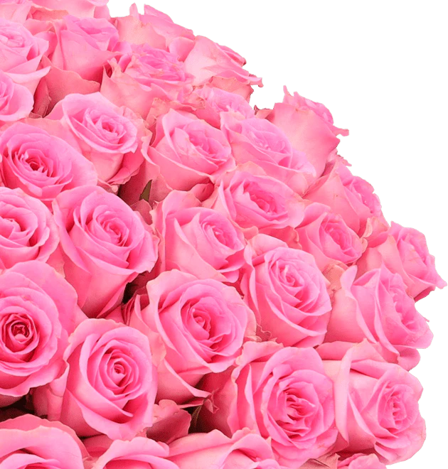 50 pinke Rosen - Image 3