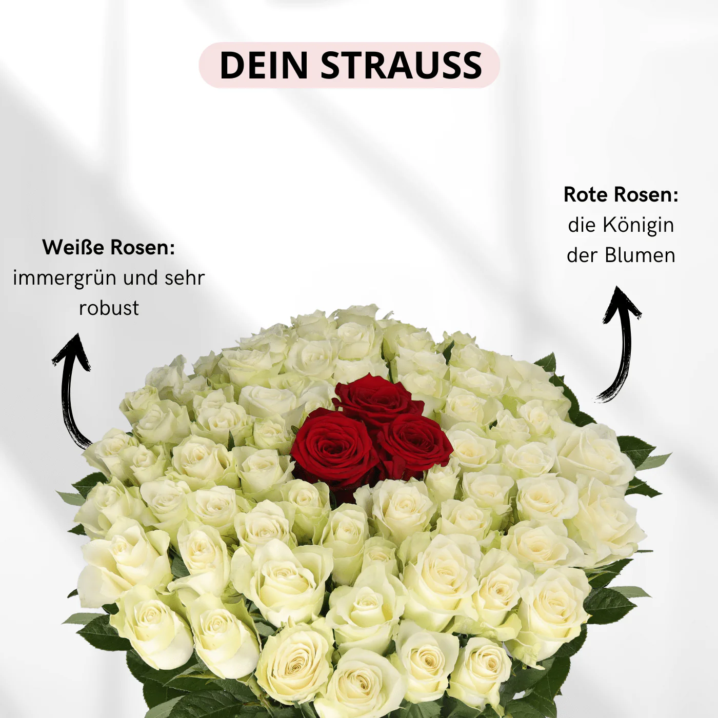 50 Rosen - "Nordlicht" - Image 3