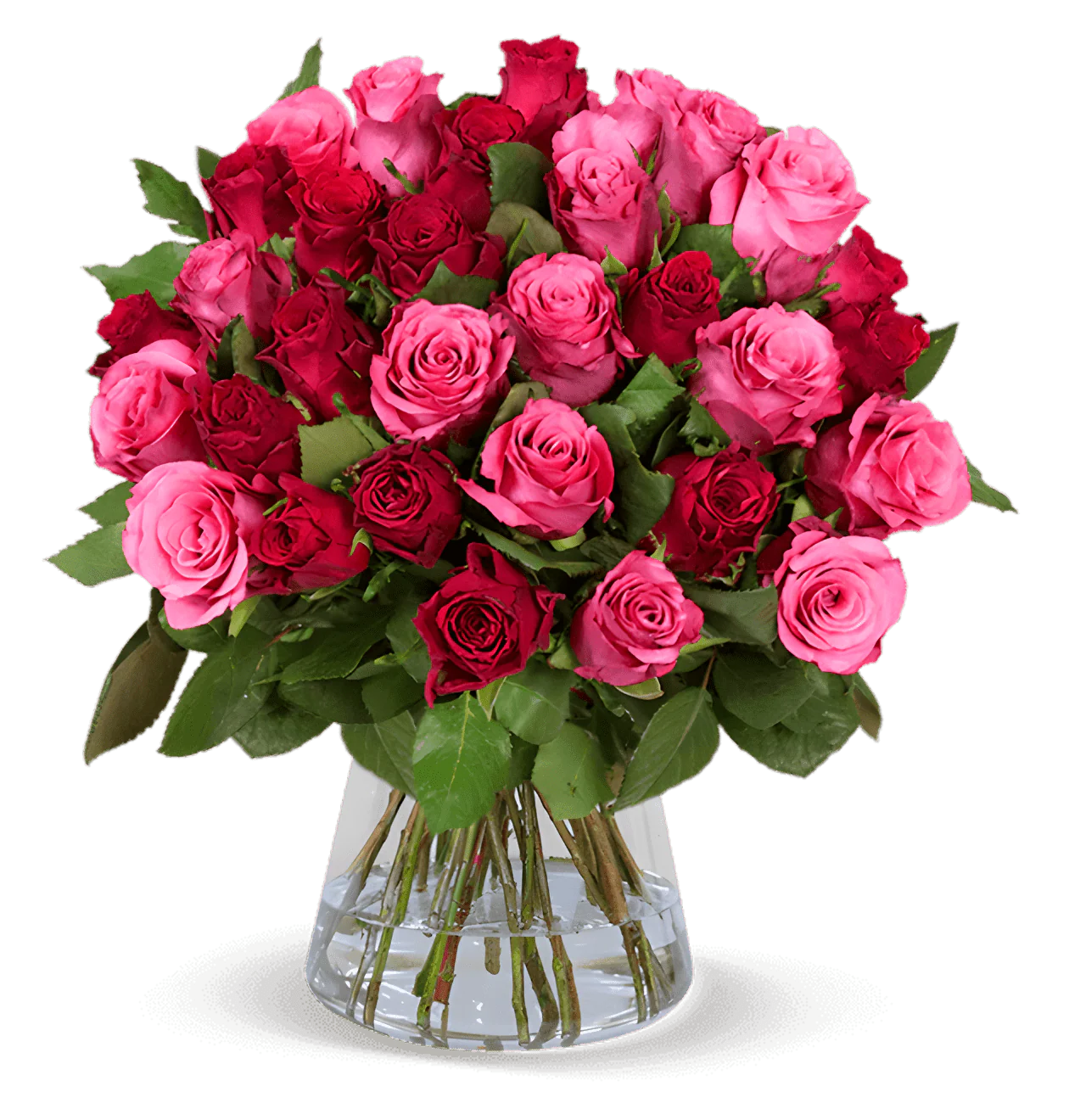 50 Rosen - "Romantic Roses"