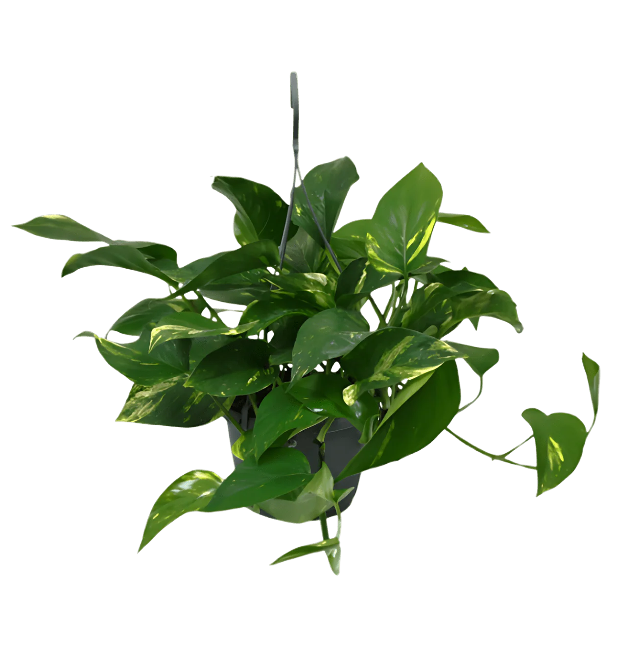 “Exotica” Pflanzenset | 5er-Set | ca. 25-50 cm | Ø 12-15 cm Topf - Image 3