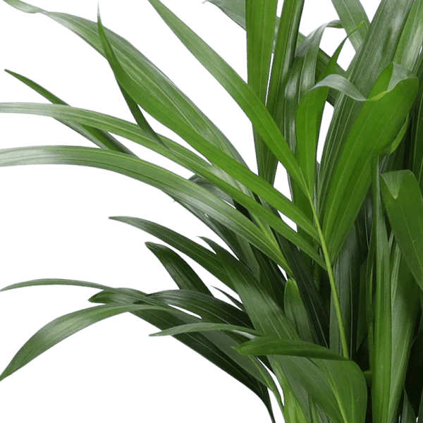 5er Set Luftreinigende Pflanzen | Monstera | Einblatt | Dieffenbachie | Goldfruchtpalme | Calathea | +/- 40-50cm | ø 12-15cm Topf - Image 3