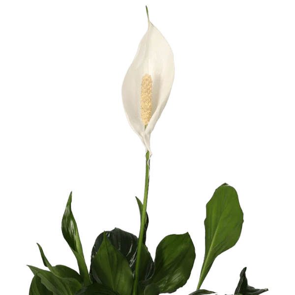 5er Set Luftreinigende Pflanzen | Monstera | Einblatt | Dieffenbachie | Goldfruchtpalme | Calathea | +/- 40-50cm | ø 12-15cm Topf - Image 4