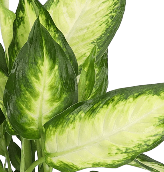 5er Set Luftreinigende Pflanzen | Monstera | Einblatt | Dieffenbachie | Goldfruchtpalme | Calathea | +/- 40-50cm | ø 12-15cm Topf - Image 5