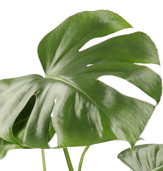 5er Set Luftreinigende Pflanzen | Monstera | Einblatt | Dieffenbachie | Goldfruchtpalme | Calathea | +/- 40-50cm | ø 12-15cm Topf - Image 6