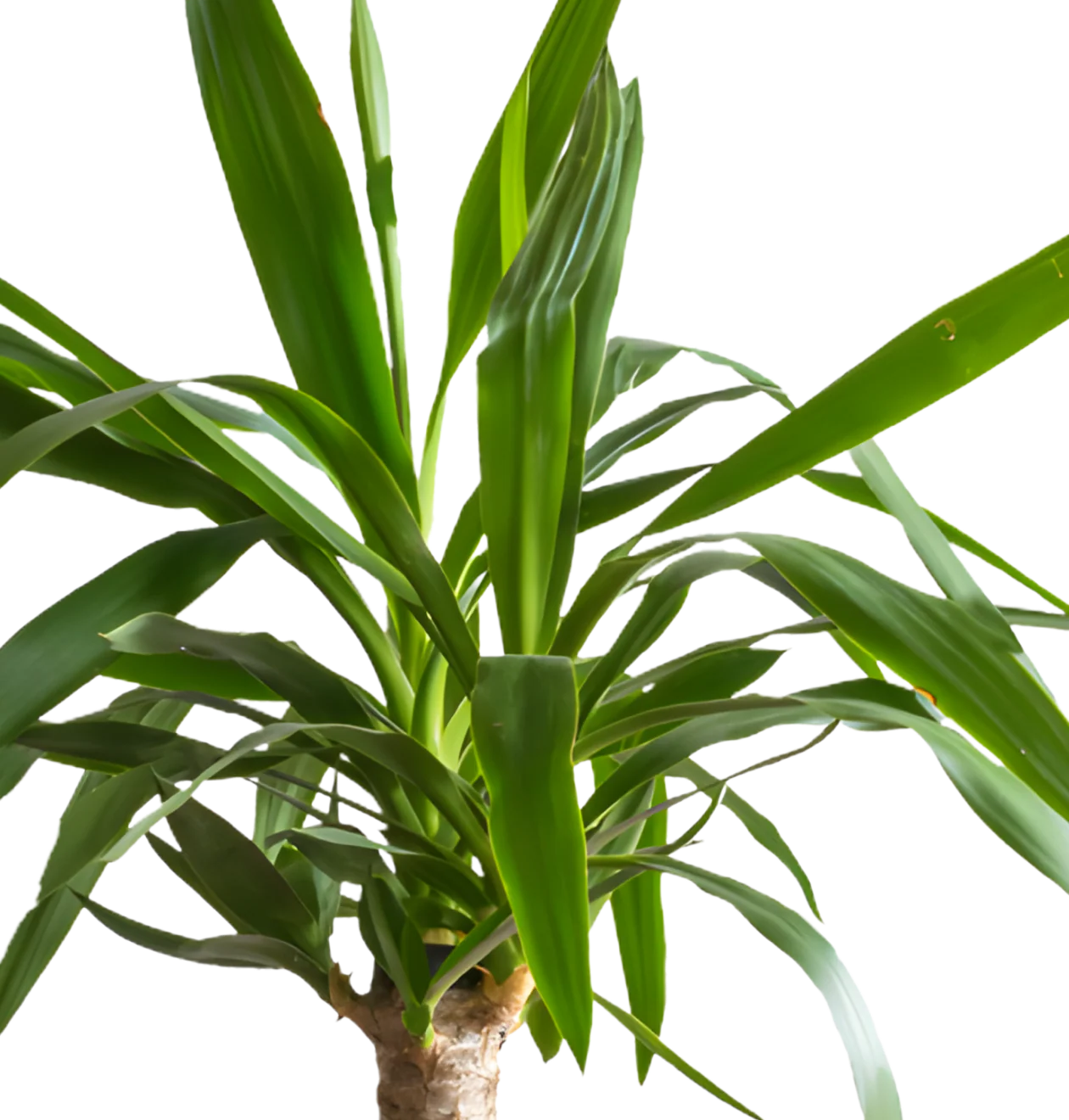 5er-Set | Monstera | Drachenbaum | Palmlilie | Goldfruchtpalme | Einblatt | +/- 45-70cm | ø 12-15cm Topf - Image 3