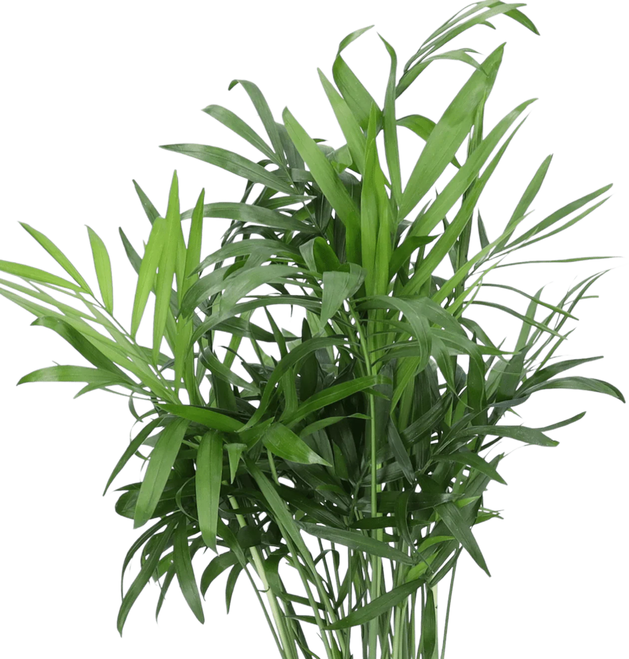 5er-Set "Palmenfreunde" | Goldfruchtpalme | Bergpalme | Drachenbaum | Korbmarante | Zimmeraralie | +/- 40-55cm | ø 12-15cm Topf - Image 5