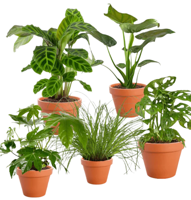 5er-Set “Safari” | Elefantenohr | Korbmarante | Zimmeraralie | Katzengras | Monkey Leaf | +/- 20-55cm | ø 12-15cm Topf