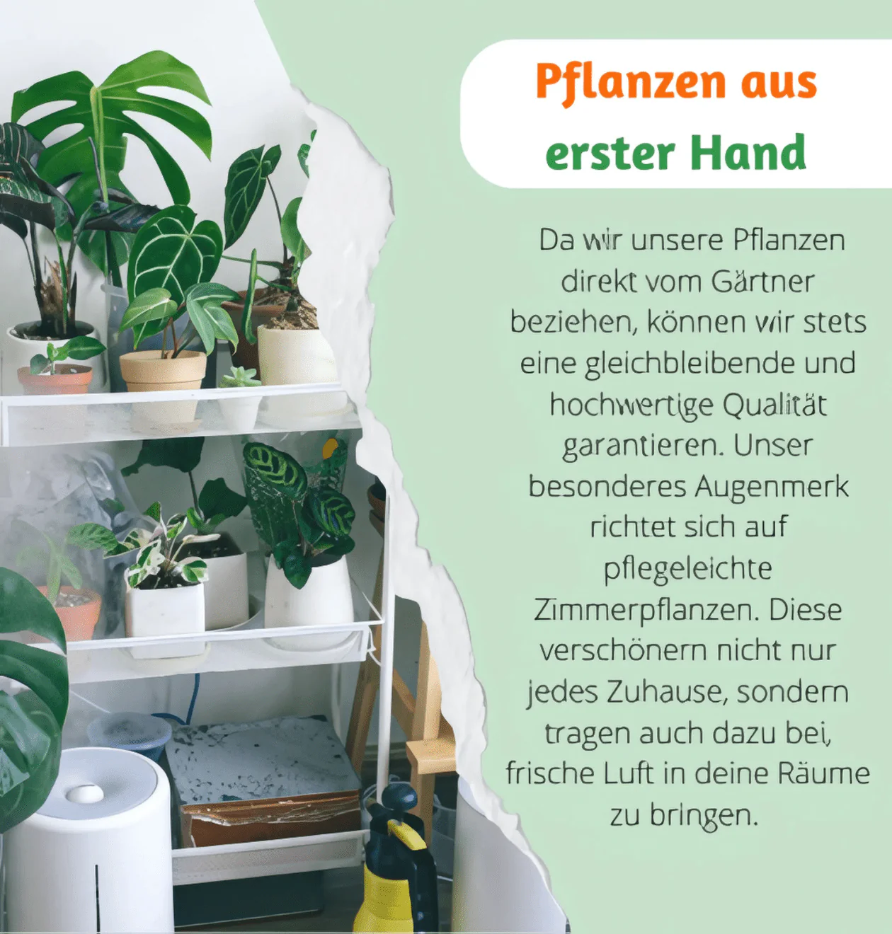 5er-Set “Safari” | Elefantenohr | Korbmarante | Zimmeraralie | Katzengras | Monkey Leaf | +/- 20-55cm | ø 12-15cm Topf - Image 4