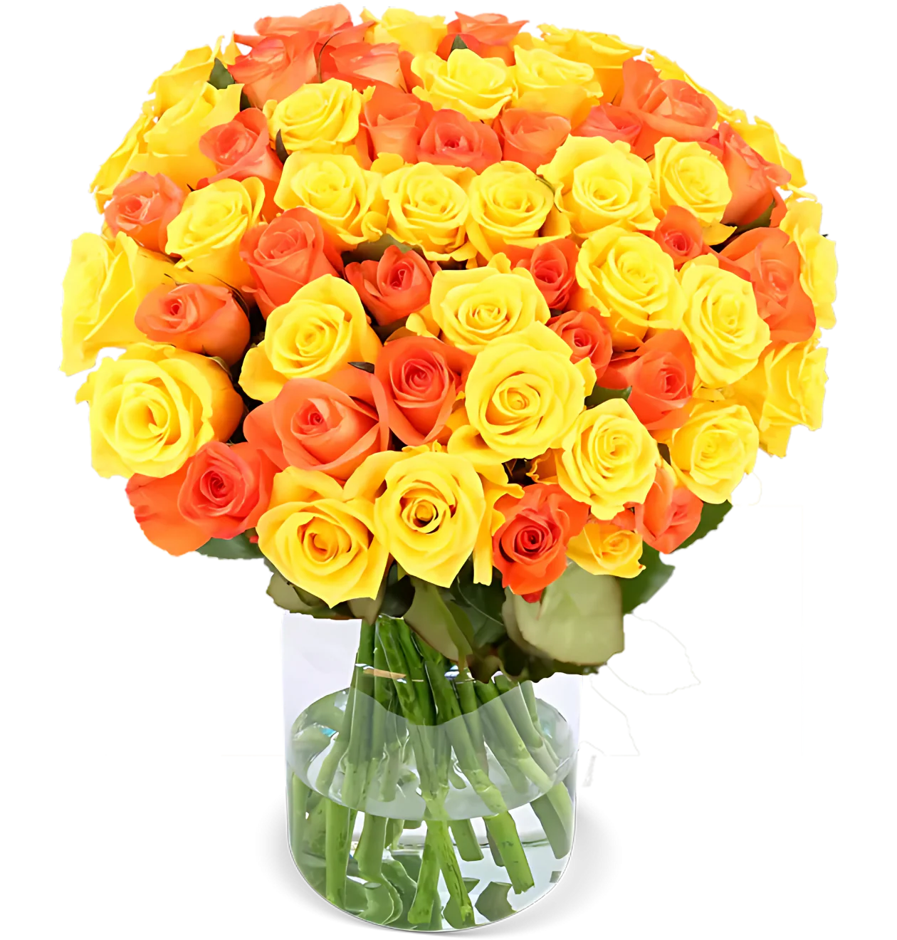 60 gelb orange Rosen