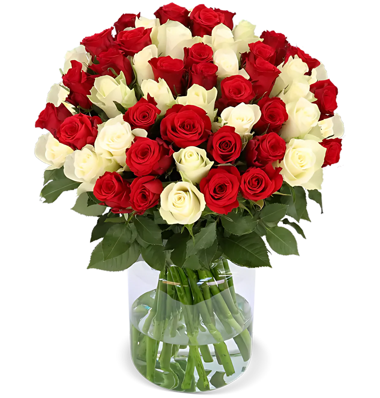 60 rot weiße Rosen