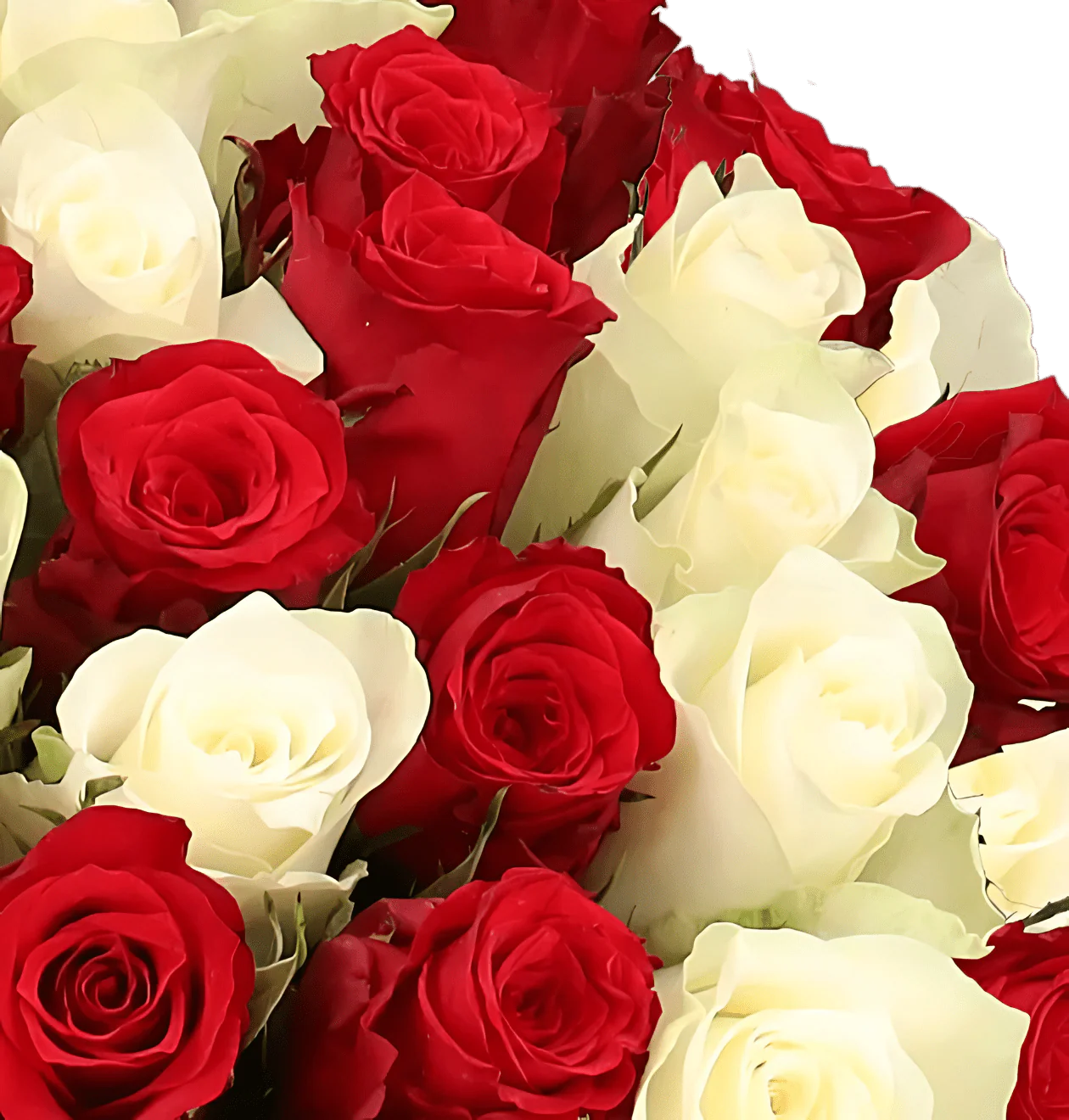 60 rot weiße Rosen - Image 2
