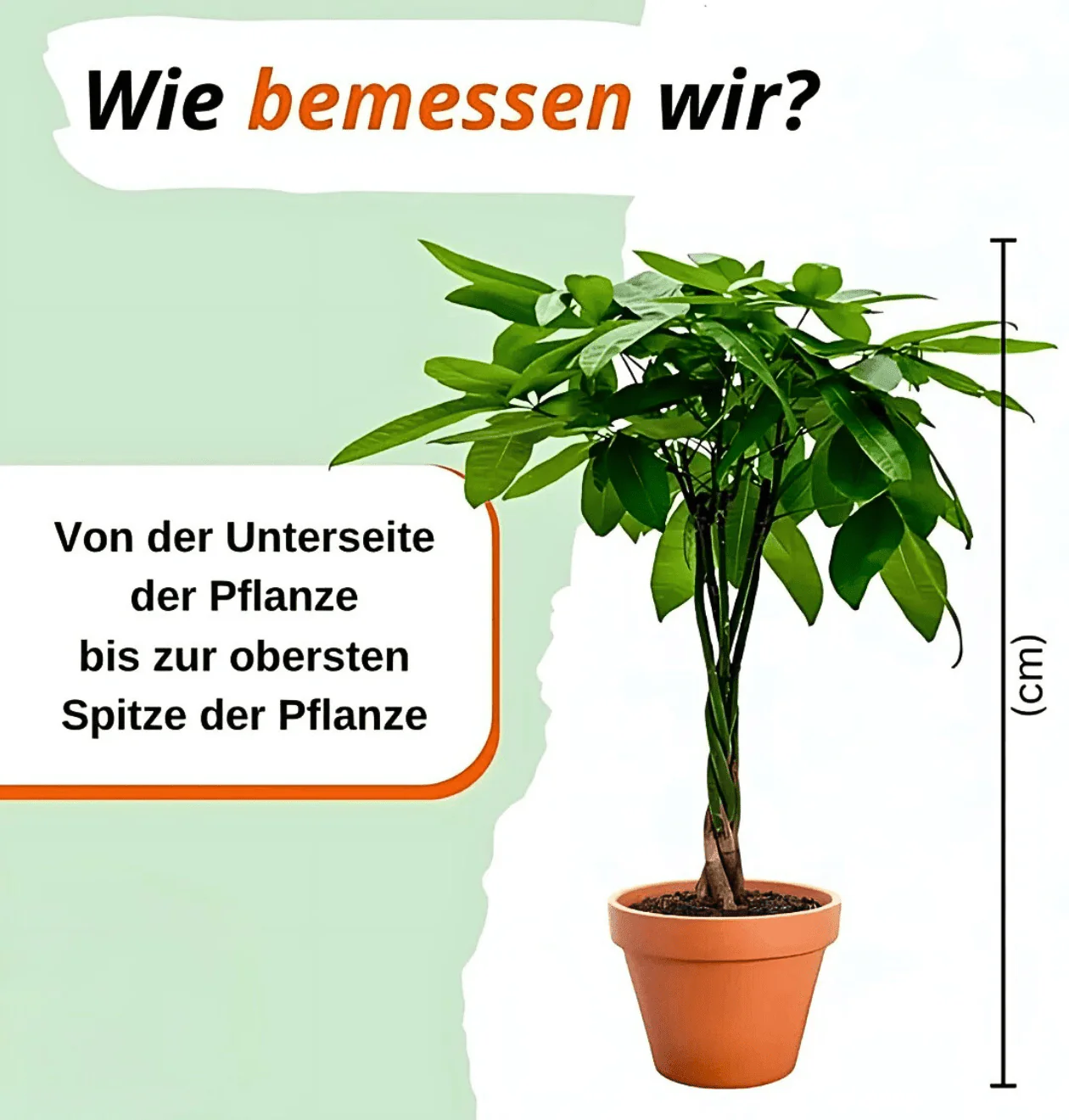 “EasyCare” Pflanzenset | 6er-Set | ca. 30-60 cm | Ø 12-15 cm Topf - Image 8