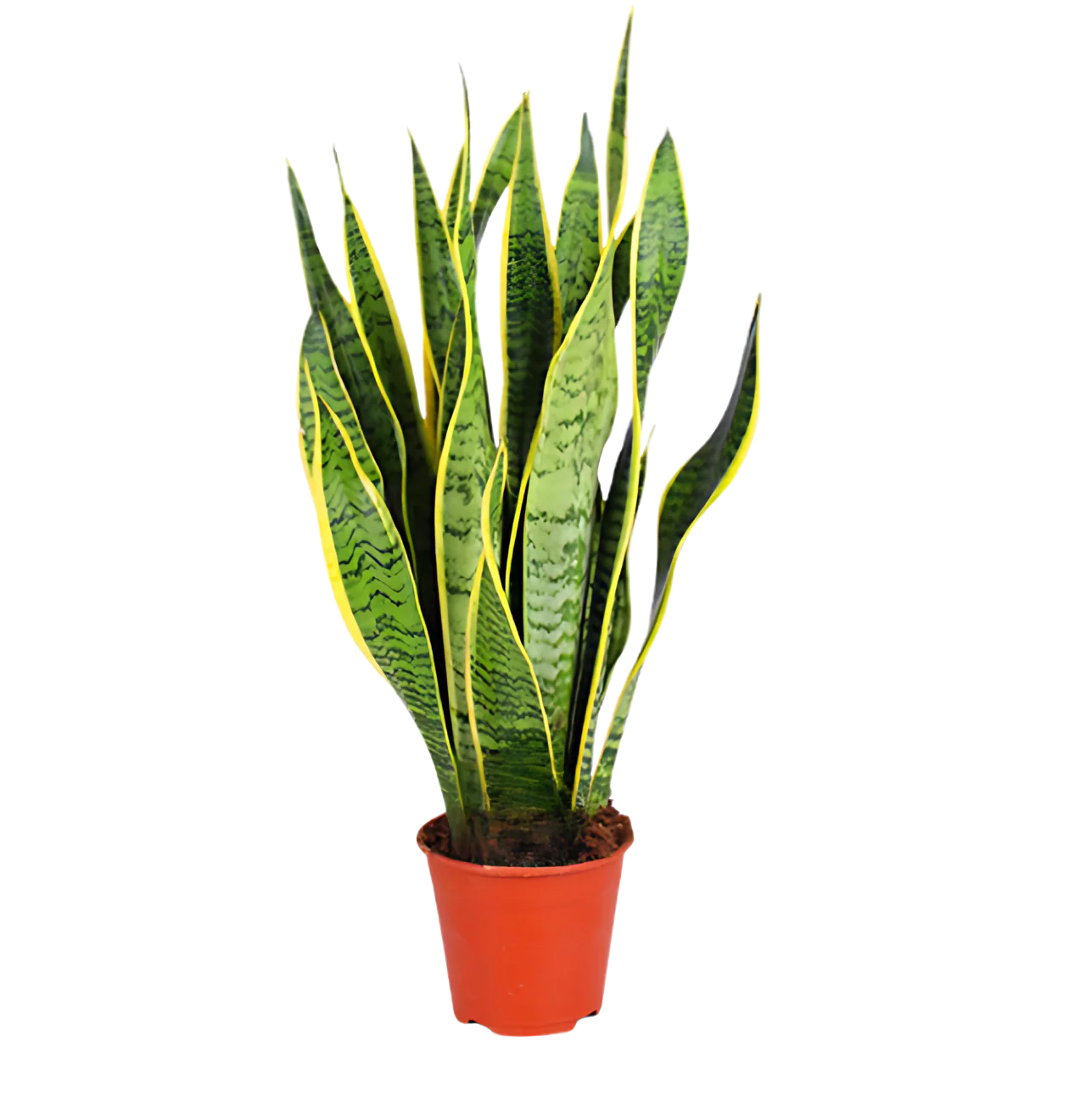 “Exotica” Pflanzenset | 6er-Set | ca. 25-50 cm | Ø 12-15 cm Topf - Image 3