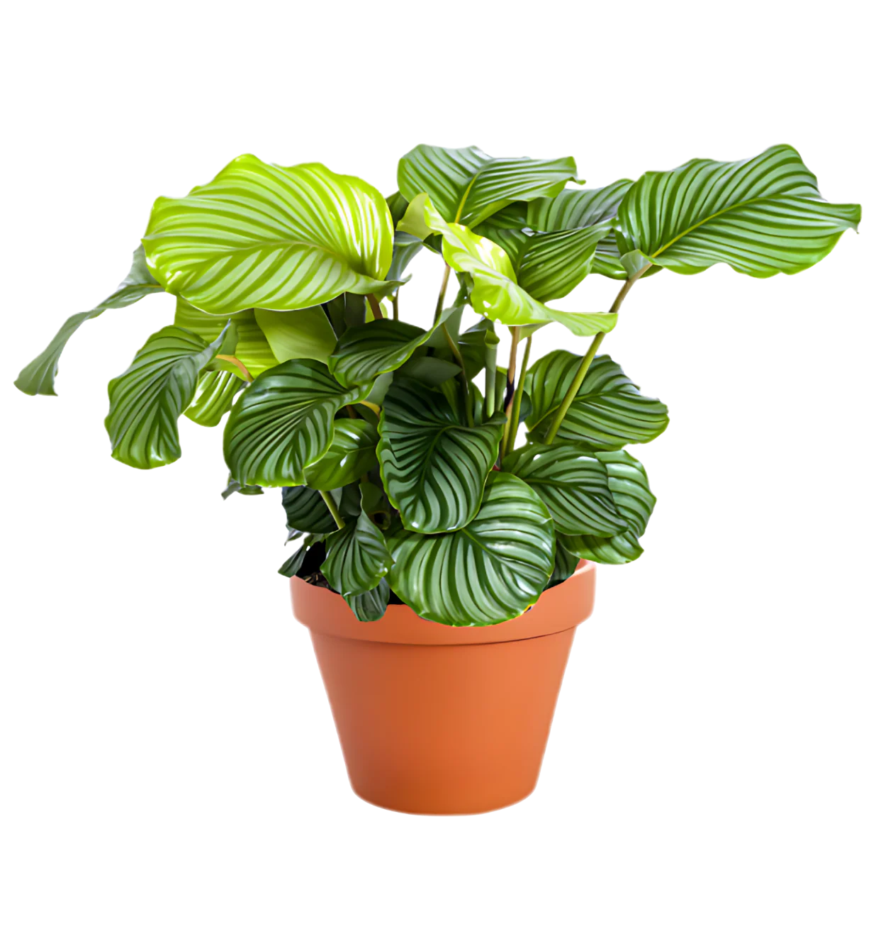 “Exotica” Pflanzenset | 6er-Set | ca. 25-50 cm | Ø 12-15 cm Topf - Image 4