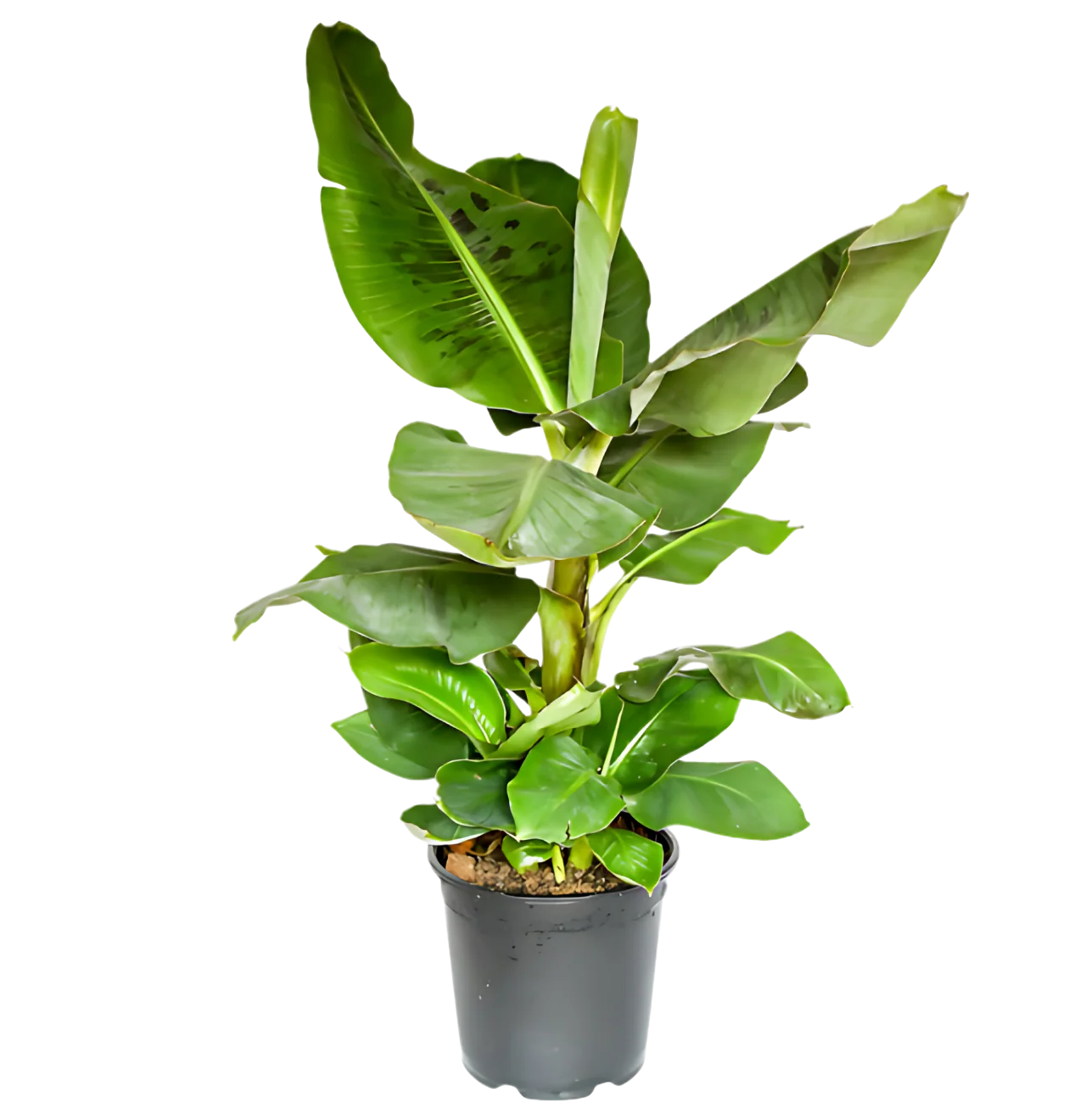 “Exotica” Pflanzenset | 6er-Set | ca. 25-50 cm | Ø 12-15 cm Topf - Image 7