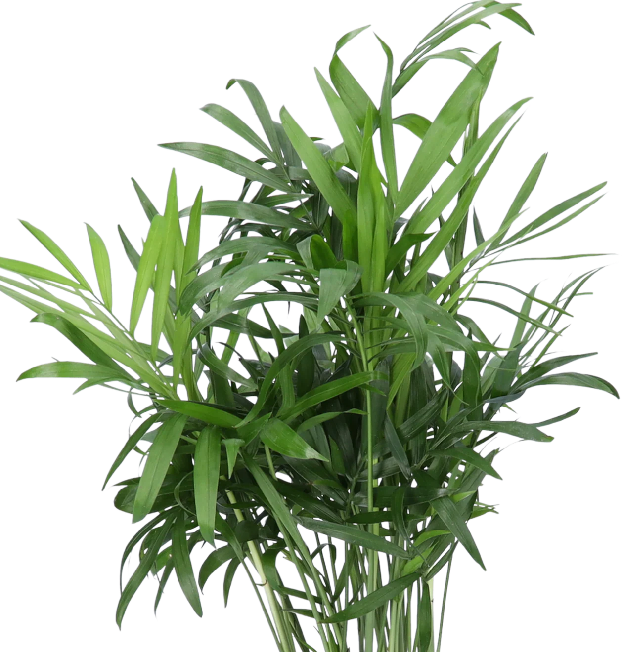 6er-Set “Exotischer Mix” | Goldfruchtpalme | Bergpalme | Dieffenbachie | Drachenbaum | Glückskastanie | Monstera | +/- 40-65cm | ø 12-15cm Topf - Image 6