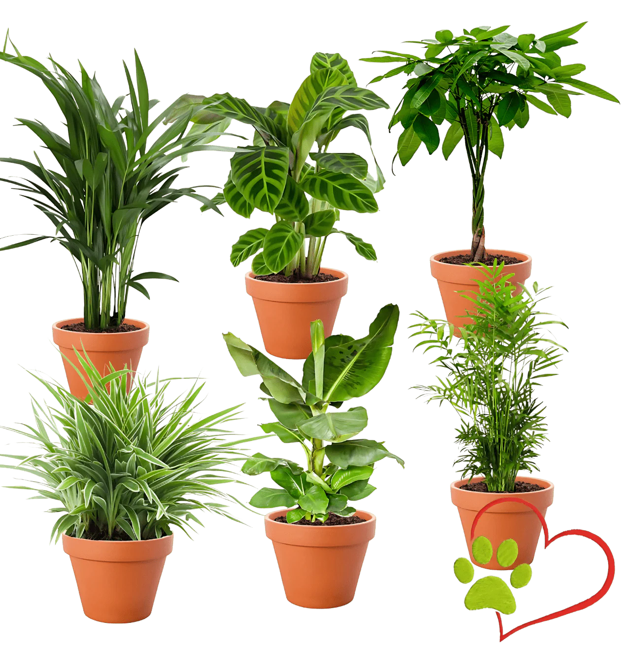“Tierfreund” Pflanzen-Set | 6er-Set | ca. 30-60 cm | Ø 12-15 cm Topf