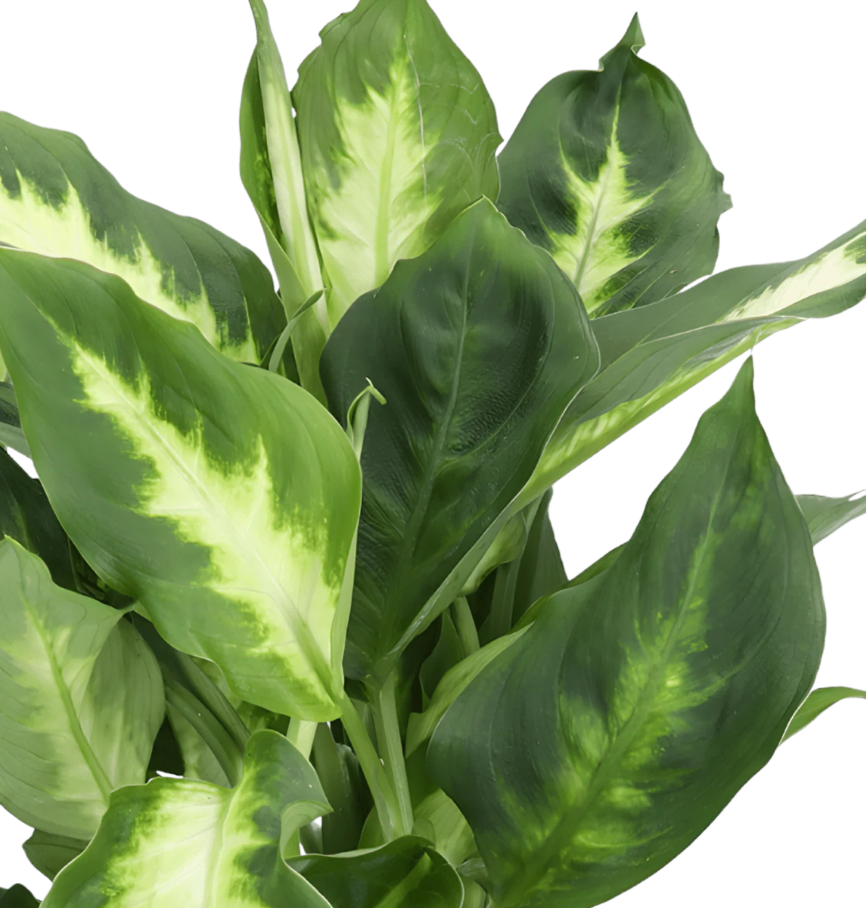 6er-Set Tropical Jungle | Fatsia | Goldfruchtpalme | Korbmarante | Einblatt | Liebeslocke | Drachenbaum | +/- 40-60cm | ø 12-15cm Topf - Image 3
