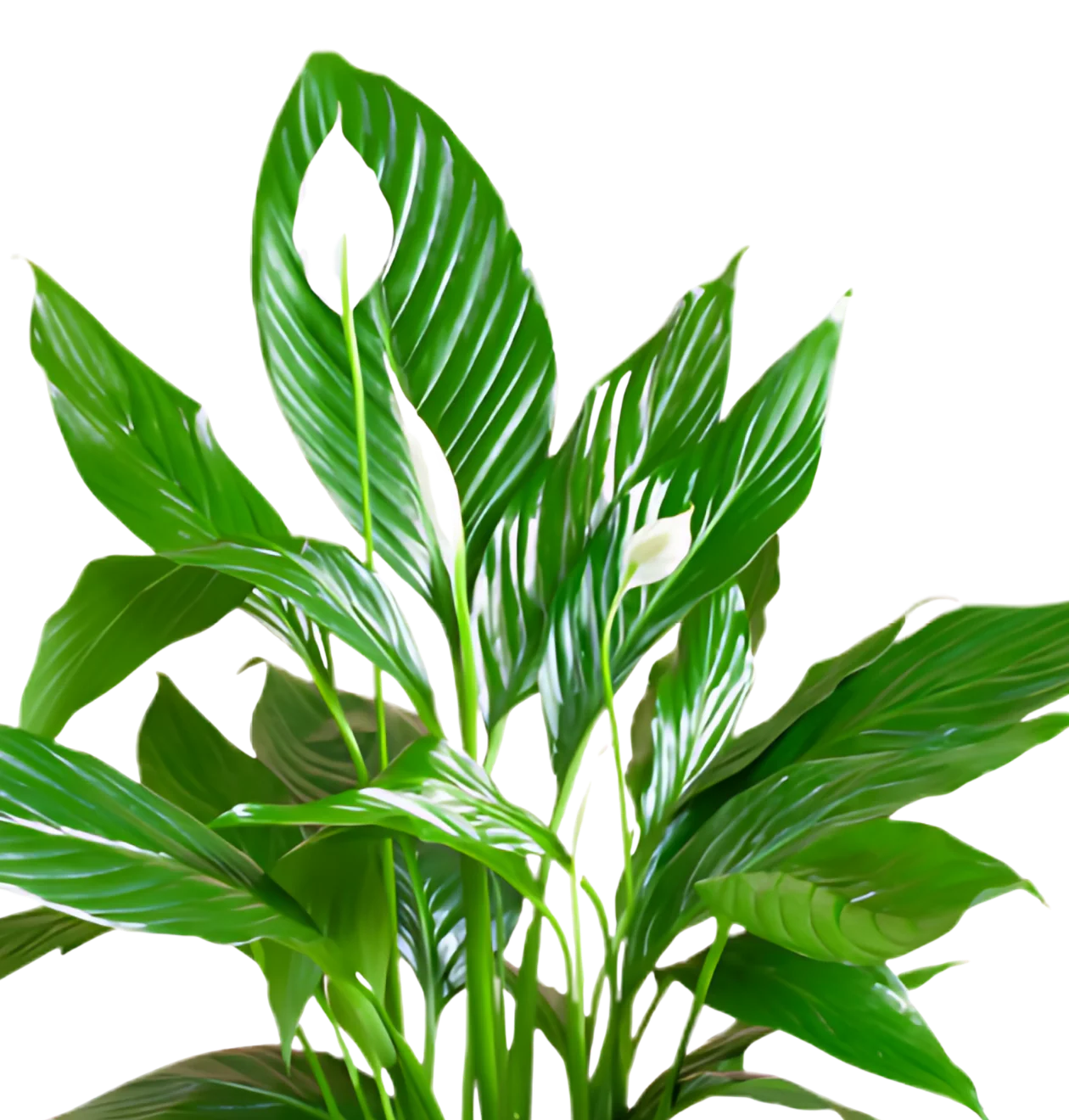 6er-Set Tropical Jungle | Fatsia | Goldfruchtpalme | Korbmarante | Einblatt | Liebeslocke | Drachenbaum | +/- 40-60cm | ø 12-15cm Topf - Image 7