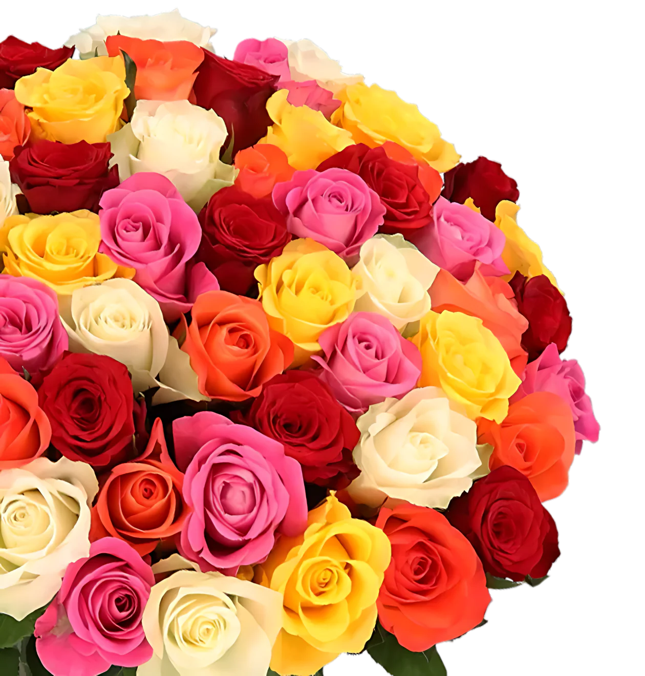 70 bunte Rosen - Image 2