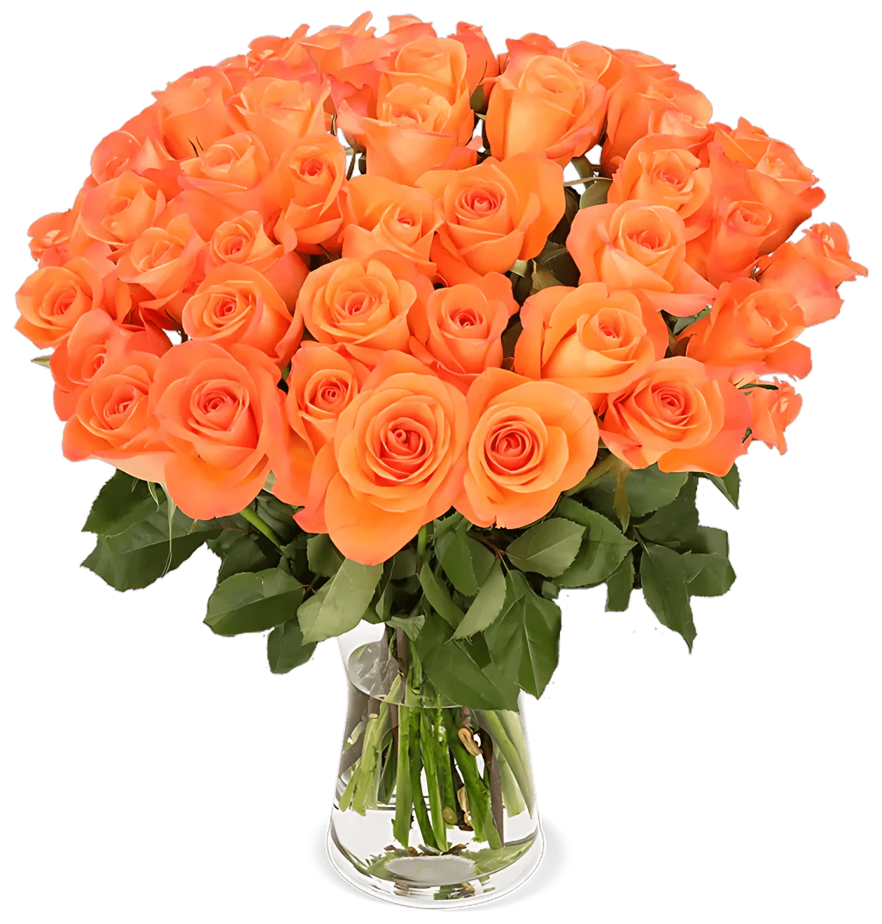 70 orange Rosen