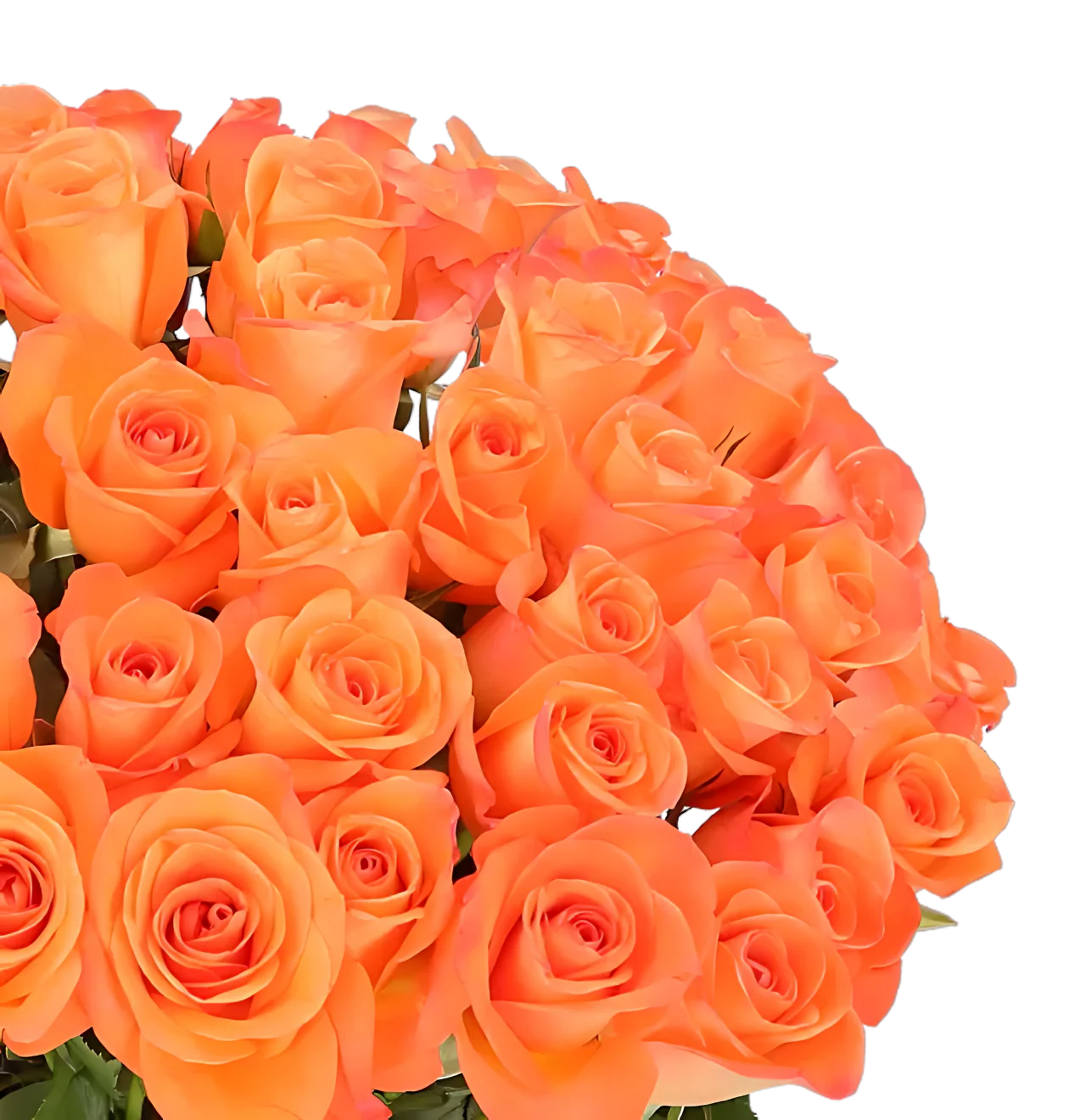 70 orange Rosen - Image 2