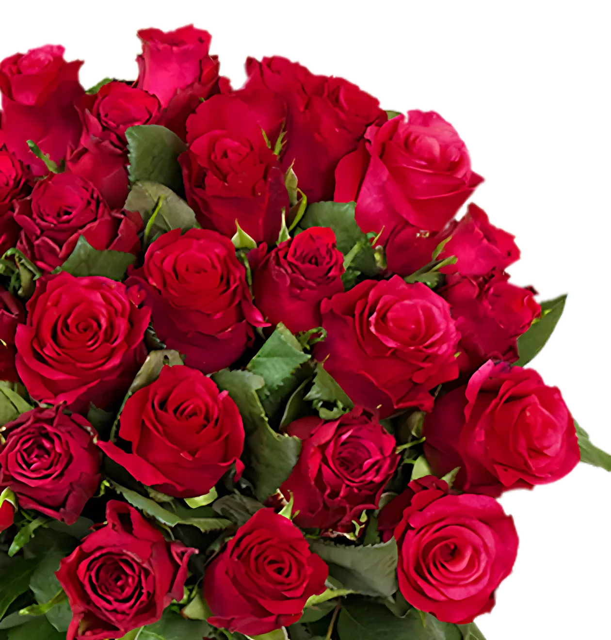 70 rote Rosen - Image 2