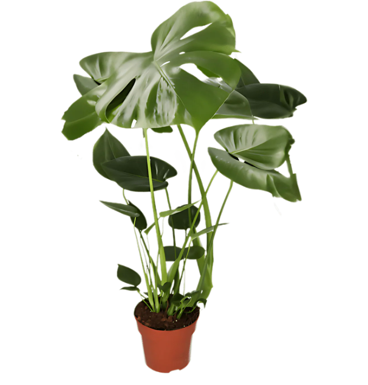 7er Set | Monstera | Einblatt | Dieffenbachie | Drachenbaum | Korbmarante | Goldfruchtpalme | Zimmerzypresse | +/- 40-60cm | ø 12-15cm Topf - Image 3