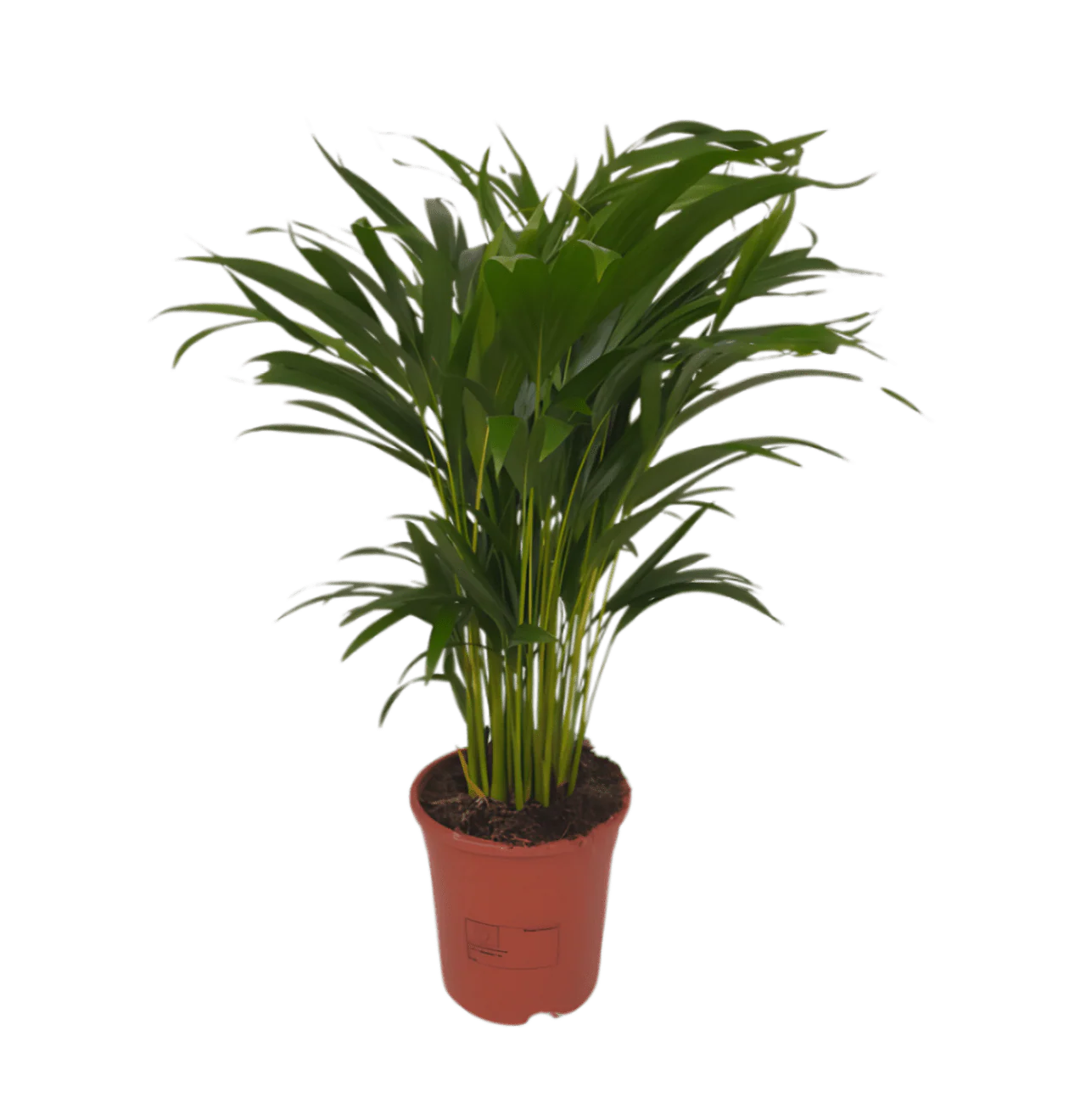 7er Set | Monstera | Einblatt | Dieffenbachie | Drachenbaum | Korbmarante | Goldfruchtpalme | Zimmerzypresse | +/- 40-60cm | ø 12-15cm Topf - Image 4