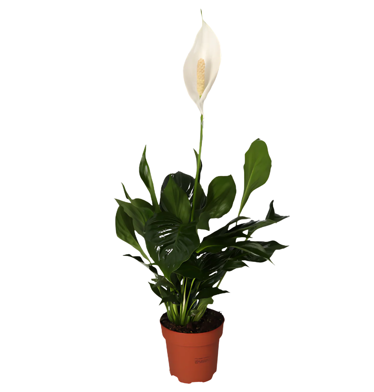 7er Set | Monstera | Einblatt | Dieffenbachie | Drachenbaum | Korbmarante | Goldfruchtpalme | Zimmerzypresse | +/- 40-60cm | ø 12-15cm Topf - Image 5