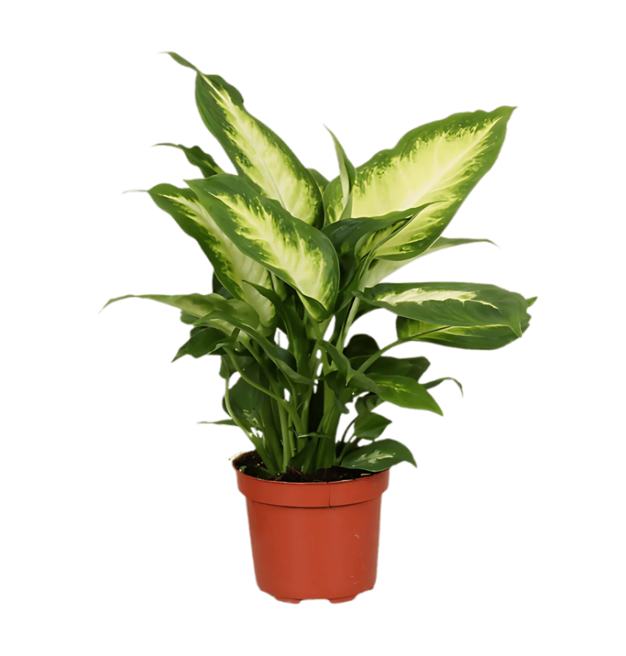 7er Set | Monstera | Einblatt | Dieffenbachie | Drachenbaum | Korbmarante | Goldfruchtpalme | Zimmerzypresse | +/- 40-60cm | ø 12-15cm Topf - Image 6