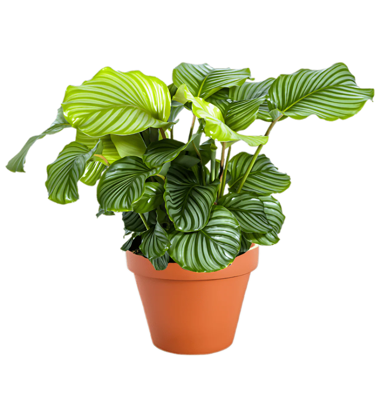 7er Set | Monstera | Einblatt | Dieffenbachie | Drachenbaum | Korbmarante | Goldfruchtpalme | Zimmerzypresse | +/- 40-60cm | ø 12-15cm Topf - Image 7