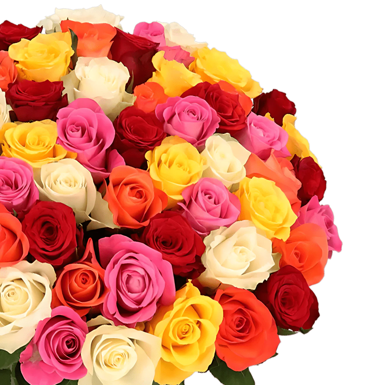 80 Bunte Rosen (2x40 Stück) - Image 2