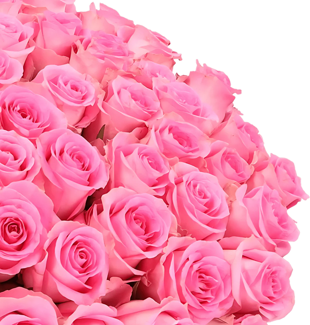 80 Pinke Rosen (2x40 Stück) - Image 2