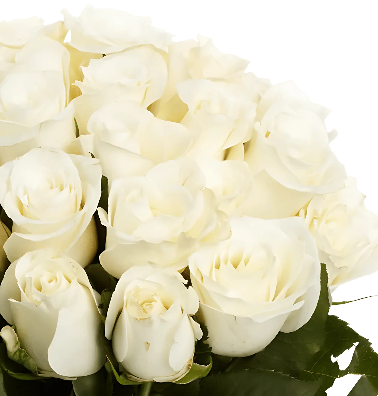 80 Weiße Rosen (2x40 Stück) - Image 2
