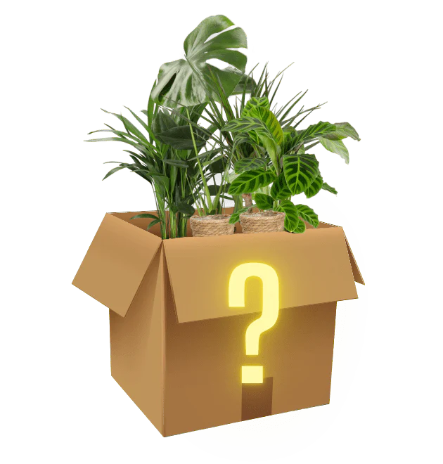 8er-Set "Mystery Box"