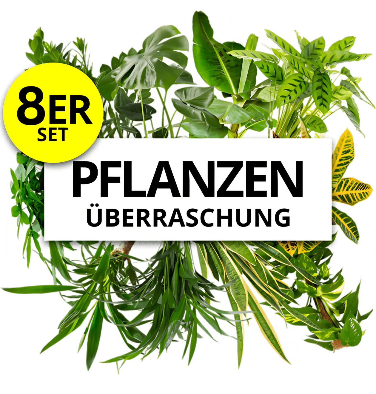 Pflanzenüberraschung | 8er-Set | ca. 30-70 cm | Ø 12-15 cm Topf