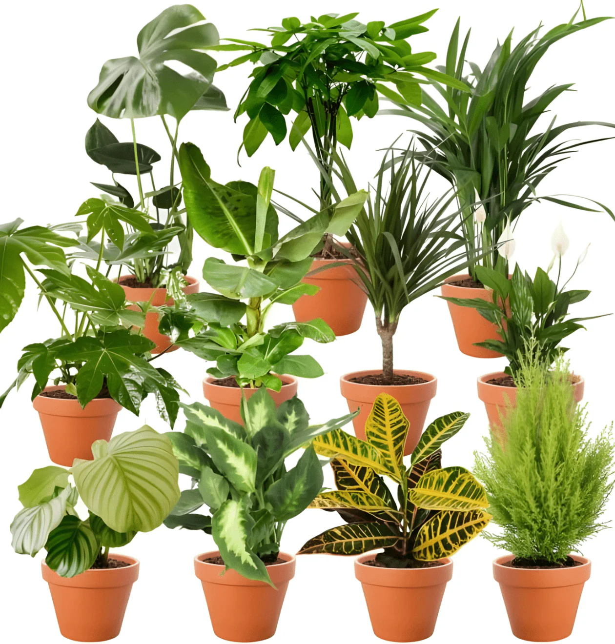 Pflanzenüberraschung | 8er-Set | ca. 30-70 cm | Ø 12-15 cm Topf - Image 2