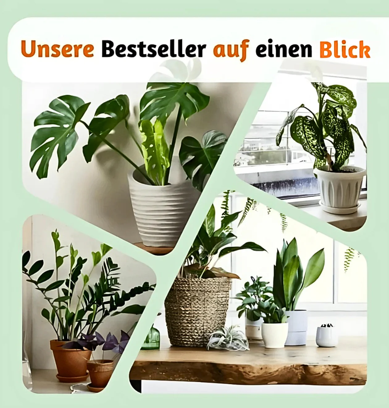 Bergpalme | 2er-Set | Chamaedorea elegans | ca. 40-45 cm | Ø 12-15 cm Topf - Image 7
