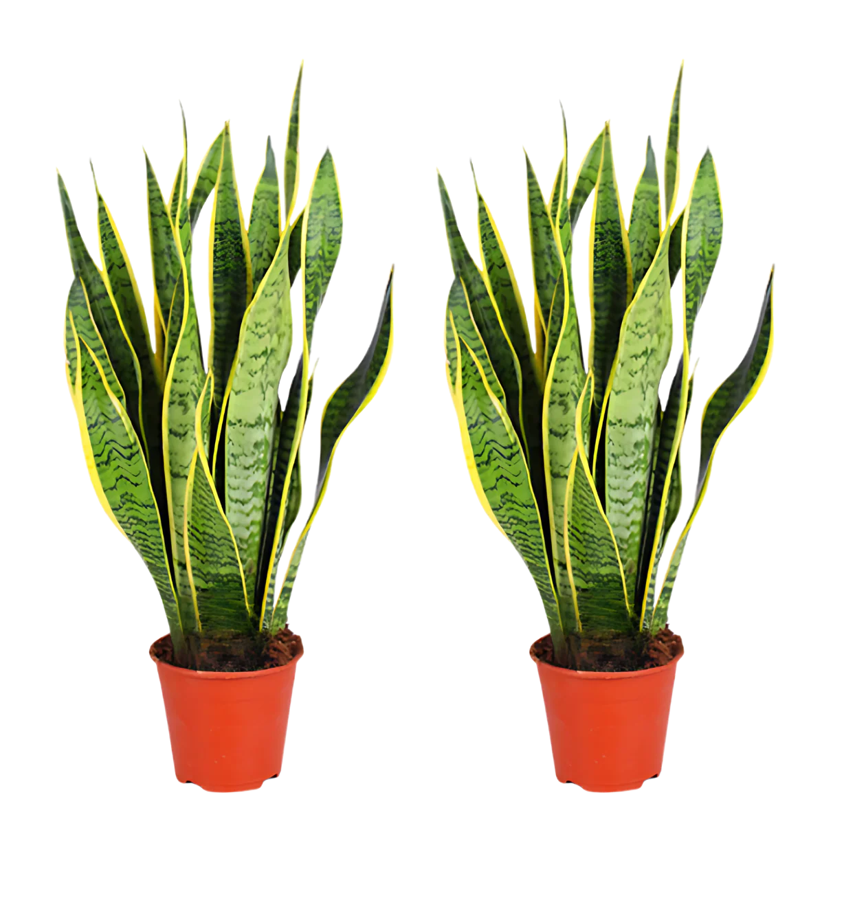 Bogenhanf | 2er-Set | Sansevieria | ca. 40-50 cm | Ø 12-15 cm Topf